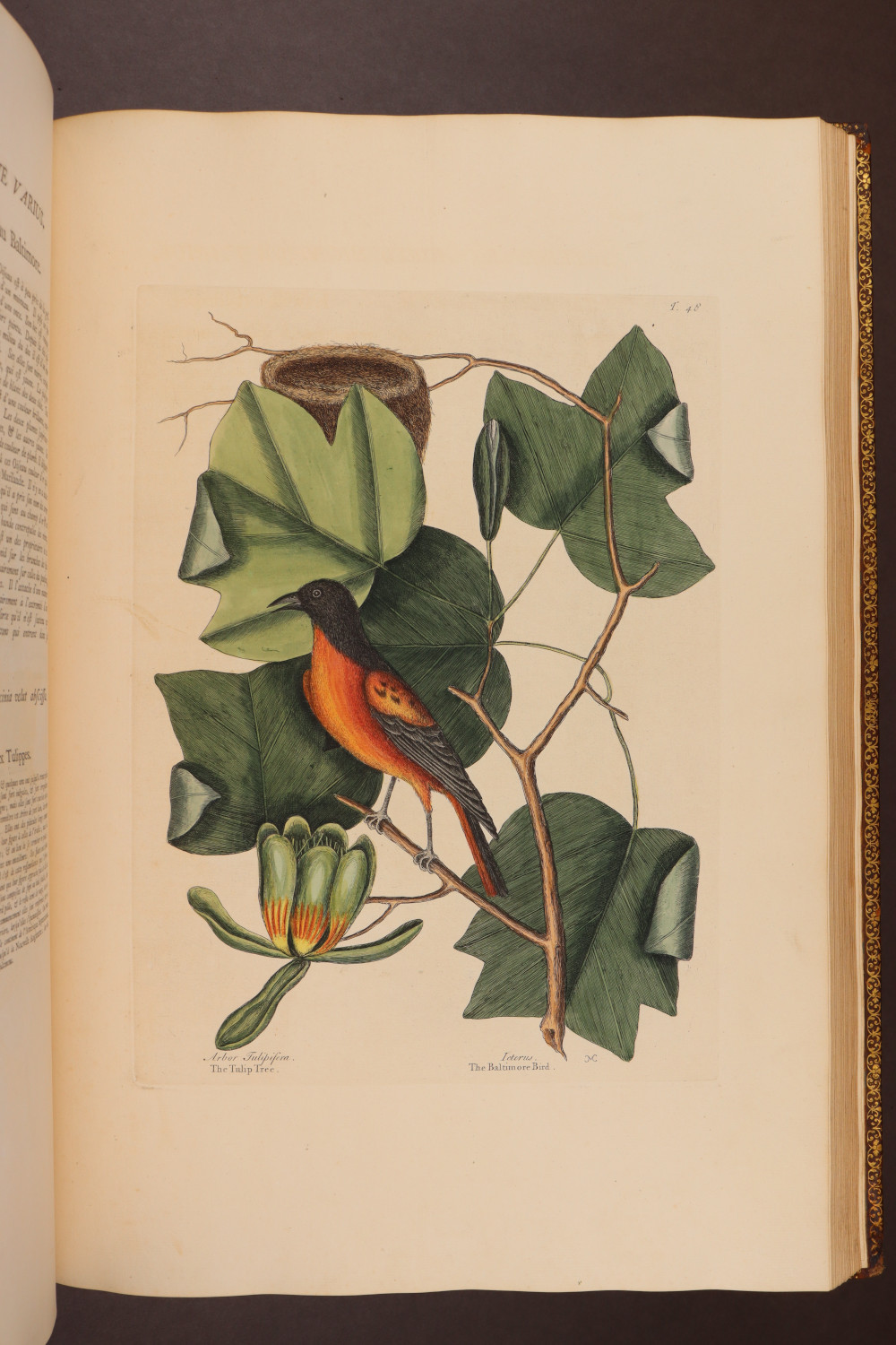 Plate 48